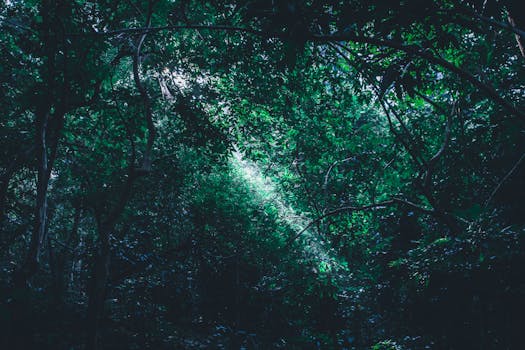 Rainforest Beam at Wildglen Hotel