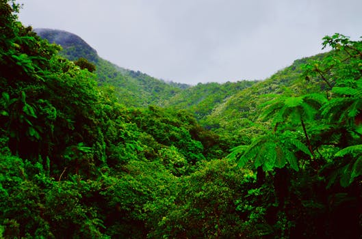 Rainforest Nestle at Wildcrest Grand