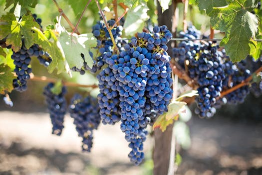 Vineyard Gleam at Grapevine Inn