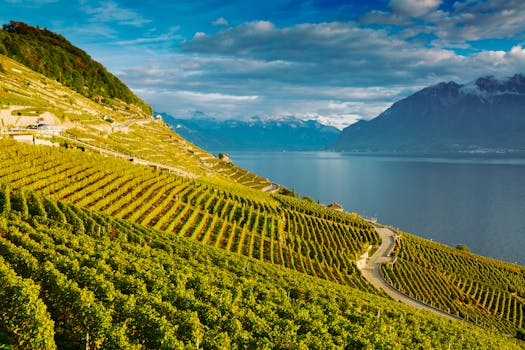Vineyard Still at Grapeview Hotel